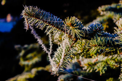 Close-up of pine tree