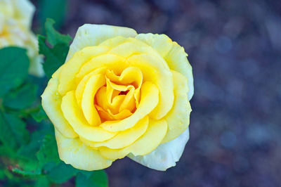 Close-up of yellow rose