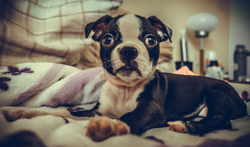 Portrait of dog relaxing on bed at home