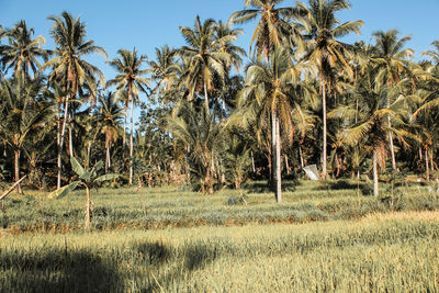 Trees on field against clear sky