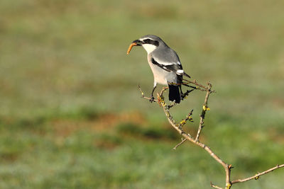 Close-up of bird perching on branch