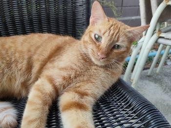 Portrait of cat relaxing on sofa at home