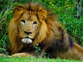 Portrait of lion resting on field