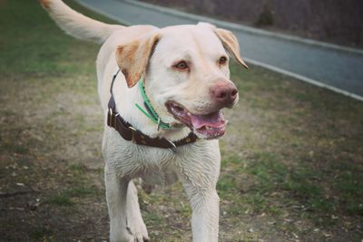 Close-up of dog