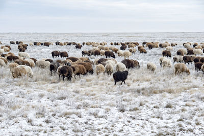 Flock of sheep on snow covered landscape