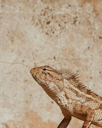 Close-up of a lizard on wall