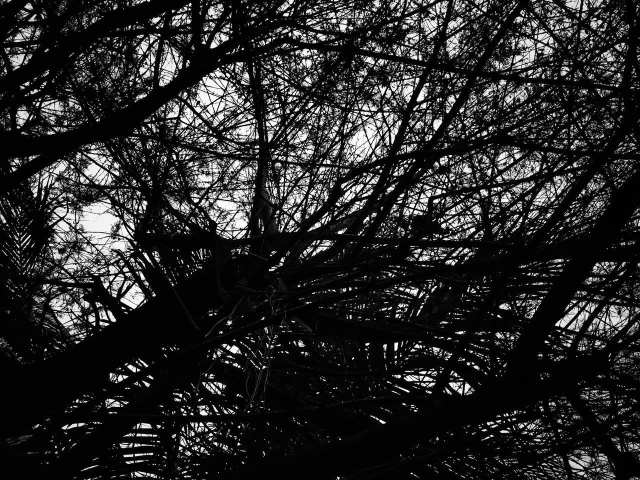 LOW ANGLE VIEW OF BARE TREE AGAINST SKY