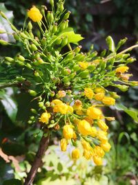 Close-up of yellow fruits on tree