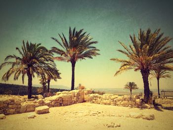 Palm trees against clear sky