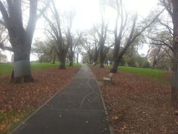 Road passing through forest