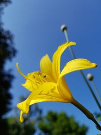 Close-up of yellow flowering plant against blue sky