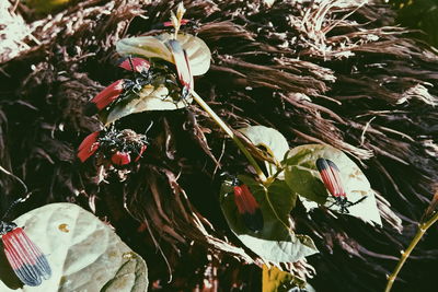 Close-up of red flowering plant