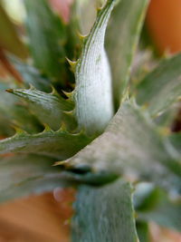 Detail shot of leaf