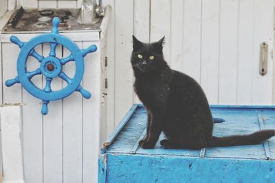 Portrait of a black cat