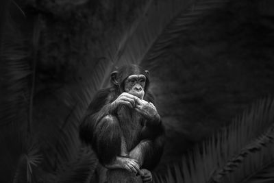 Portrait of man sitting in zoo