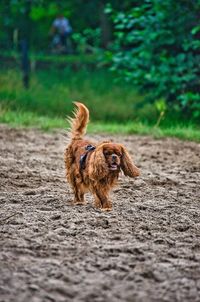 Brown dog running on road