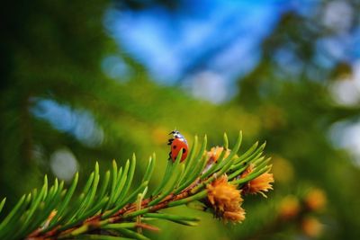 Close-up of ladybug on plant