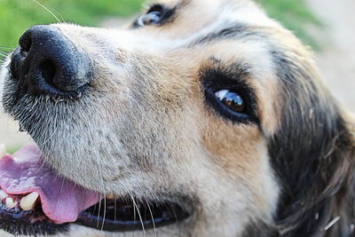 Close-up of dog