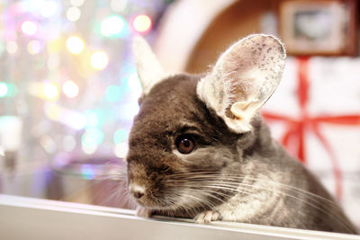 Portrait of chinchilla on a background of christmas decorations and christmas lights.