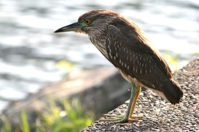 Close-up of bird perching outdoors