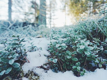 Close-up of snow covered plants in forest