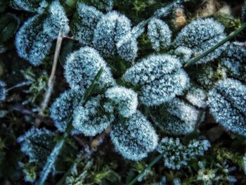 Close-up of frozen tree during winter