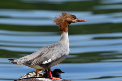 Portrait of a common merganser duck with ducklings