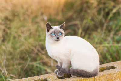 Portrait of cat sitting outdoors