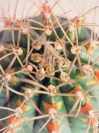 Close-up of cactus on plant