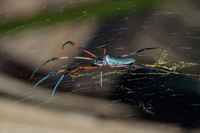 Close-up of spider on web