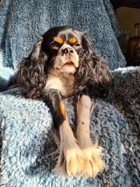 Portrait of dog sitting on sofa