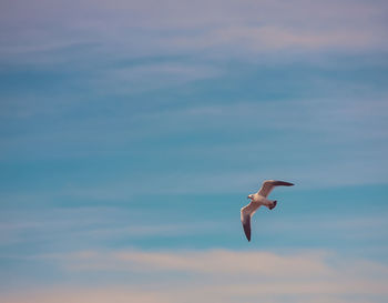 Seagull flying in sky