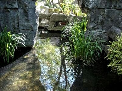 PLANTS GROWING BY RIVER STREAM