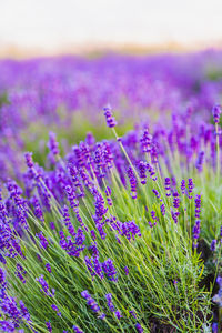 Close-up of purple flowering plants on field