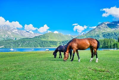 Horses on a field