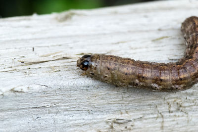 Close-up of insect on wood