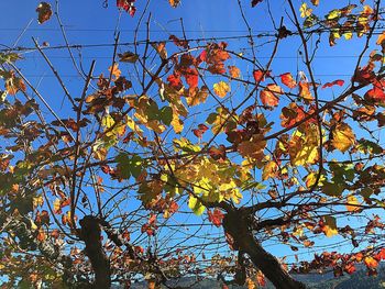 Low angle view of trees against clear blue sky