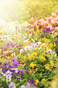 Purple flowers blooming on field