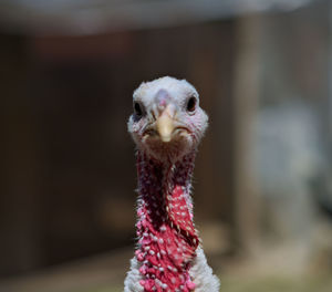 Close-up portrait of a bird