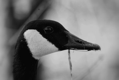 Close-up of a bird looking away