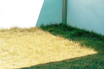 Grass growing on field against clear sky