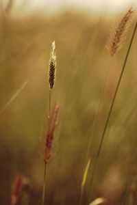 Close-up of stalks on field against blurred background