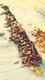 Close-up of leaves on shore