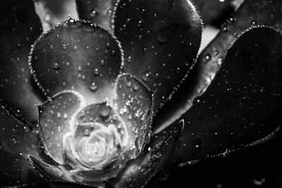 Close-up of water drops on flower