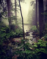 Trees growing in a park