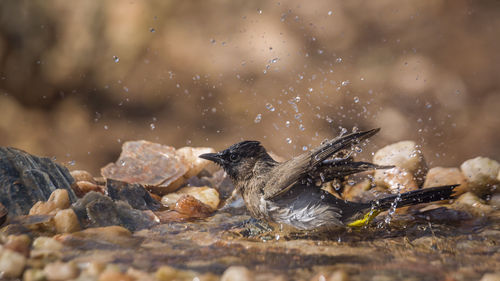 View of birds in water