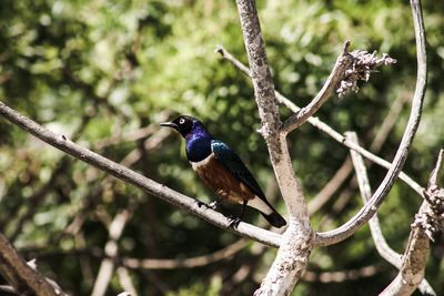 Close-up of bird perching on tree