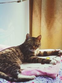 Cat lying on bed at home