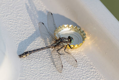 Close-up of dragonfly