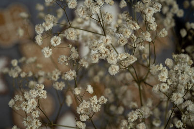 Close-up of white flowering plant